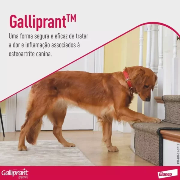 Anti-inflamatório para Cães Galliprant - Imagem 5