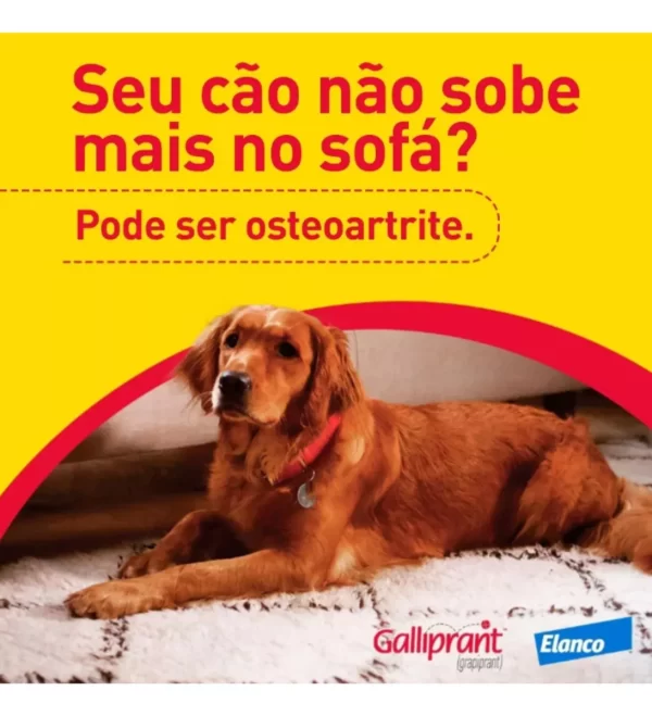 Anti-inflamatório para Cães Galliprant - Imagem 7
